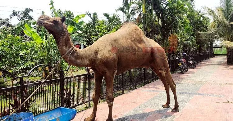 কুমিল্লার খামারে মরুর উট, দেখতে দর্শনার্থীর ভিড়